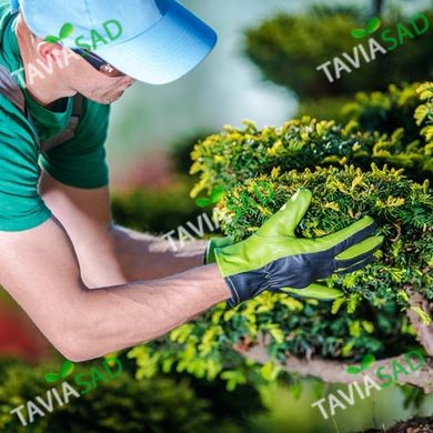 Консультационные услуги по саду и фитодизайну с выездом на объект Киев