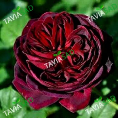 Троянда Графіня Астрид фон Харденберг 4л