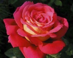 Роза Кроненбург - Rose Kronenbourg 2-3л
