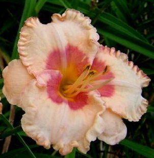 Лилейник Spacecoast Sweet Eye корневище