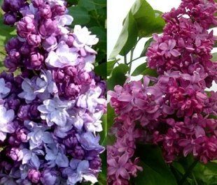 Сирень Богдан Хмельницкий+Тарас Бульба 25л 100-150 см 25л 100-150 см (2 сорта на одном кусте)