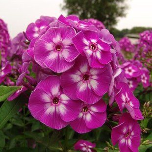 Флокс Laura - Phlox Laura