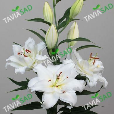 Лилия Guapa в горшке OR 20+ 1шт