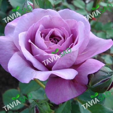 Роза Блю Парфюм -Rose Blue Parfum
