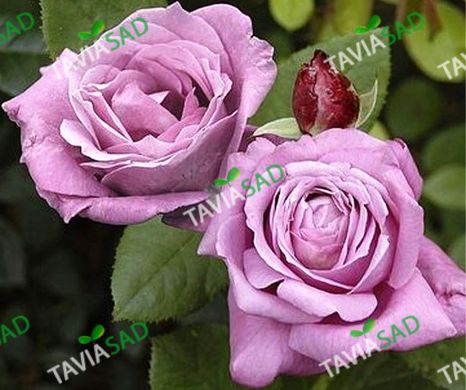 Роза Блю Парфюм -Rose Blue Parfum