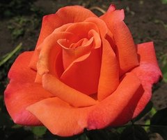 Роза Тройка -Rose Troika