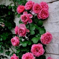 Троянда Пінк Мушимара 7,5л  4 роки