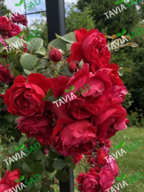Роза Флорентина 18 л