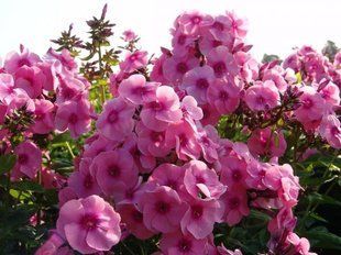 Флокс Fondant Fancy - Phlox Fondant Fancy (корневище)