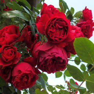 Роза Флорентина 18 л