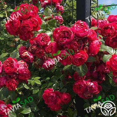 Роза Флорентина 18 л