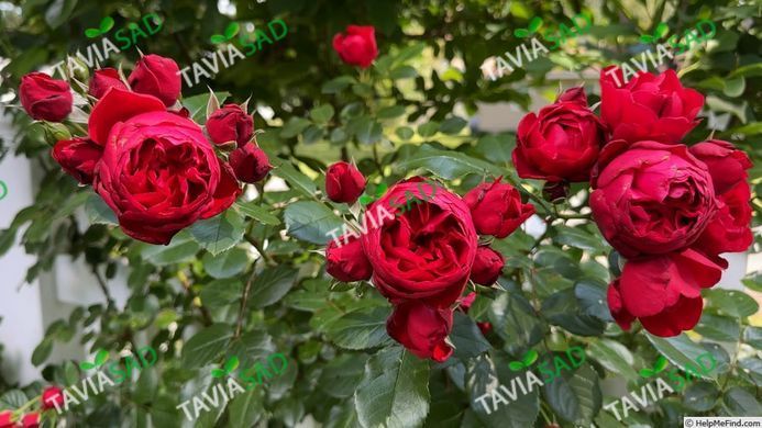 Роза Флорентина 18 л
