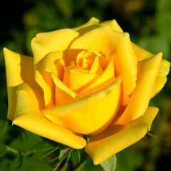 Саженцы розы жёлтые