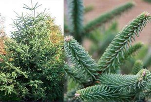 Пихта pinsapo Kelleriis C20 h 50-60см d 50-60см