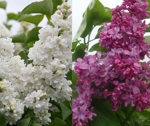 Сирень Б.Хмельницкий + Мадам Лемуан, 2 сорта на одном кусте 25л h1,0-1,3 м, d0,5-0,6 м