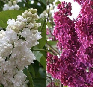 Сирень Мадам Лемуан + Шарль Жоли, 2 сорта на одном кусте 25л h1,0-1,2 м, d0,7-0,8 м