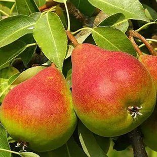 Груша Бере Жиффар 2 года 7 л