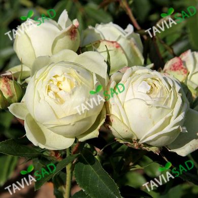 Троянда Веддінг Піано 4л