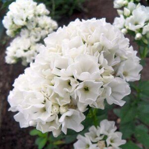 Флокс Tiara - Phlox Tiara (корневище)