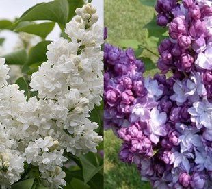 Сирень Тарас Бульба+Мадам Лемуан+Тарас Бульба 25л 100-150 см 25л 100-150 см (2 сорта на одном кусте)