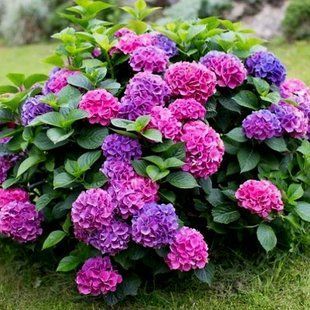 Гортензия Endless Summer Bloom Star. Гортензия Бесконечное лето Блум Стар 3л