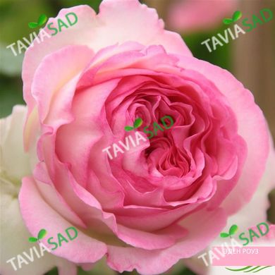 Троянда П'єр де Ронсард (троянда Еден Роуз 88) 4л