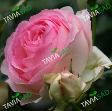 Роза Пьер де Ронсард (роза Эден Роуз 88) 4л