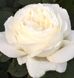 Роза Жанна Моро 3-4л- Rose Jeanne Moreau 2-3л