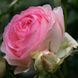 Роза Пьер де Ронсард (роза Эден Роуз 88) 4л