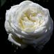 Роза Жанна Моро 3-4л- Rose Jeanne Moreau 2-3л