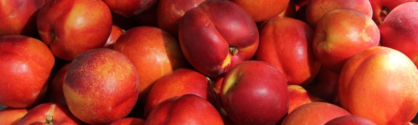 Саженцы персика купить Киев опт и розница