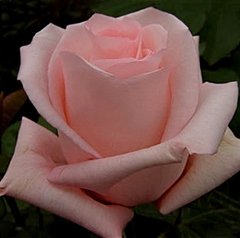 Троянда Енгажемент 4л