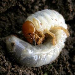 Інсектициди від личинки хруща, майського жука