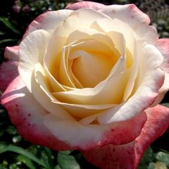 Троянда Белла Перла 4л