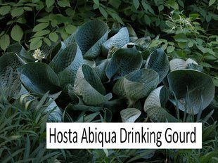 Хоста Abiqua Drinking Gourd - Hosta Abiqua Drinking Gourd 2л