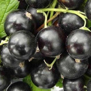 Смородина черная Удалец 5л 4 года