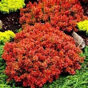 Барбарис Coral 7,5л 50-70 см 4 года