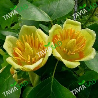 Тюльпановое дерево 20-32л 170-200см