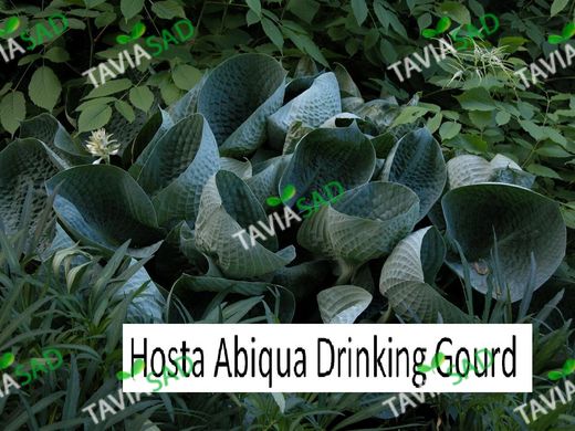 Хоста Abiqua Drinking Gourd - Hosta Abiqua Drinking Gourd 2л