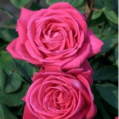 Троянда Лоліта Лемпіка