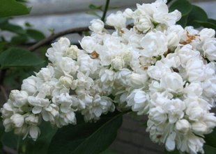 Сирень Память о Колесникове 3л 45-60см