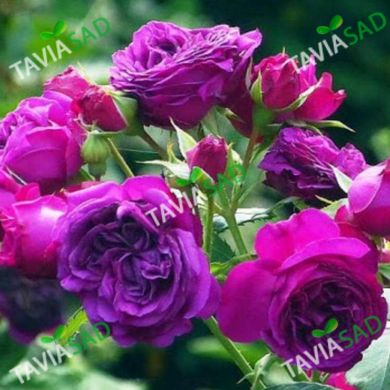 Троянда Пурпл Лодж 4л (Троянда Палас Бирон)
