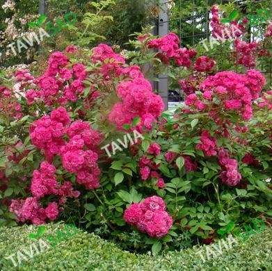 Роза Динки 3 года 7,5л