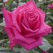 Троянда Лоліта Лемпіка