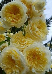Роза Зе Пилигрим (плетистая роза)