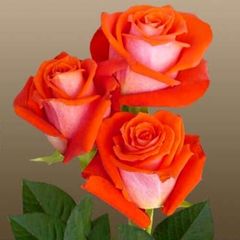 Саженцы розы многоцветные