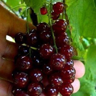 Смородина Улюблена цветная (красная) 3л