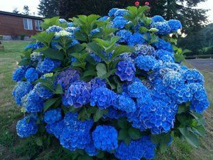 Гортензия Forever and Ever Blue sensation (5 литров)