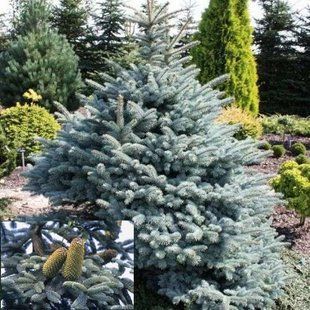 Пихта procera Glauca C25 h 80-120см