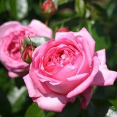 Роза Ля Роз де Молинар 7,5л 4 года
